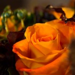 Les roses orange d'Athena