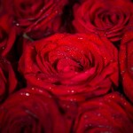 Les roses rouge d'Aphrodite