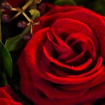 Les roses rouges Éros