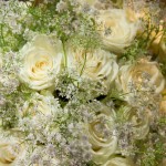 Roses blanches