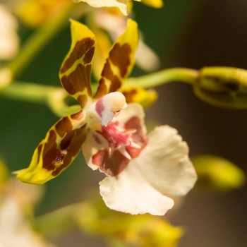 Orchidée bicolore Arachné