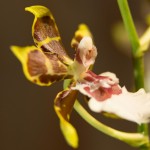bouquet-d-orchidees-jaunes-et-noires.jpg