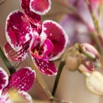 Orchidée blanche d'Orchis