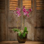 Orchis-bouquet-d-orchidees-violette-blanche