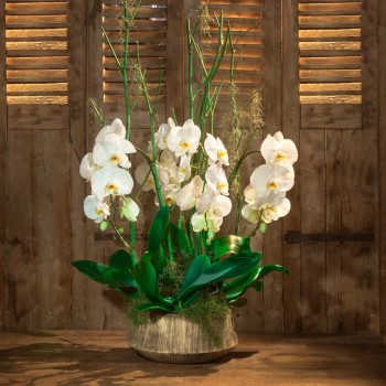 Orchidée blanche Femina
