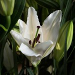 Hera-bouquet-de-lys-blancs.jpg