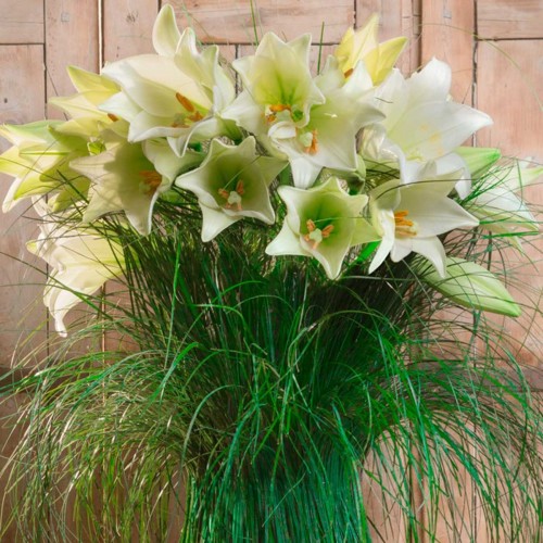 Bouquet de lys blanc - Les lys blanc d'Héra