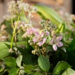 Bouquet de lys blancs - Héracles