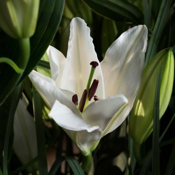 Bouquet de lys blancs - Gaïa