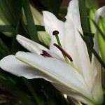 Bouquet de lys blancs - Gaïa