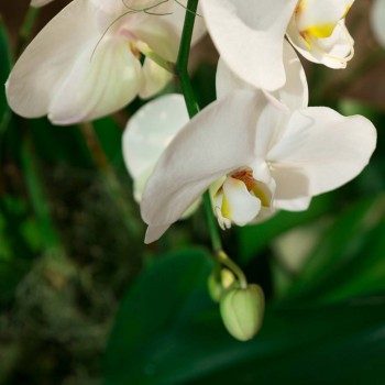 Orchidée blanche Agapé