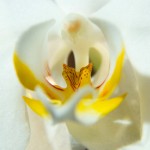 Orchidée blanche Agapé