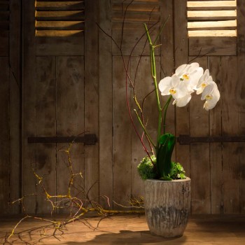 Orchidée blanche Agapé