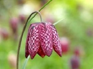 Bouquet de fleurs-fritillaire pintade