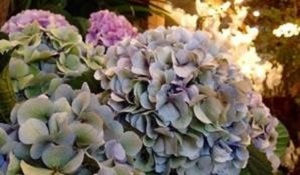 Bouquet de fleurs - hortensia