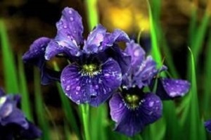 Bouquet de fleurs - iris