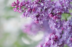 Bouquet de fleurs - lilas