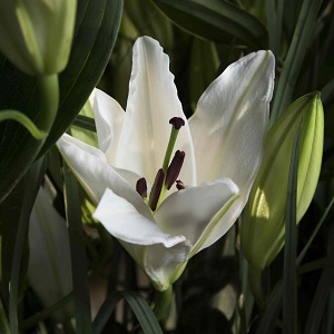 Bouquet de fleurs - lys