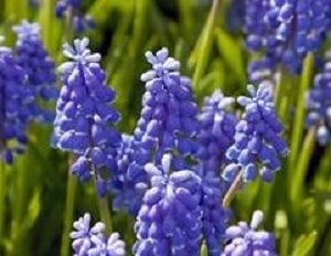 Bouquet de fleurs - muscari