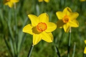 Bouquet de fleurs - narcisse