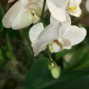 Bouquet de fleurs - orchidée