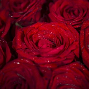 Bouquet de fleurs - rose rouge