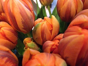 Bouquet de fleurs - tulipe