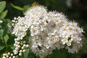 Bouquet de fleurs - viburnum