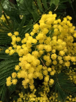 Bouquet de fleurs- mimosa